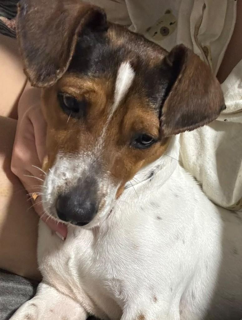 Macarena, cadela de porte pequeno para adoção em Passo Fundo - RS — foto 5 de 7
