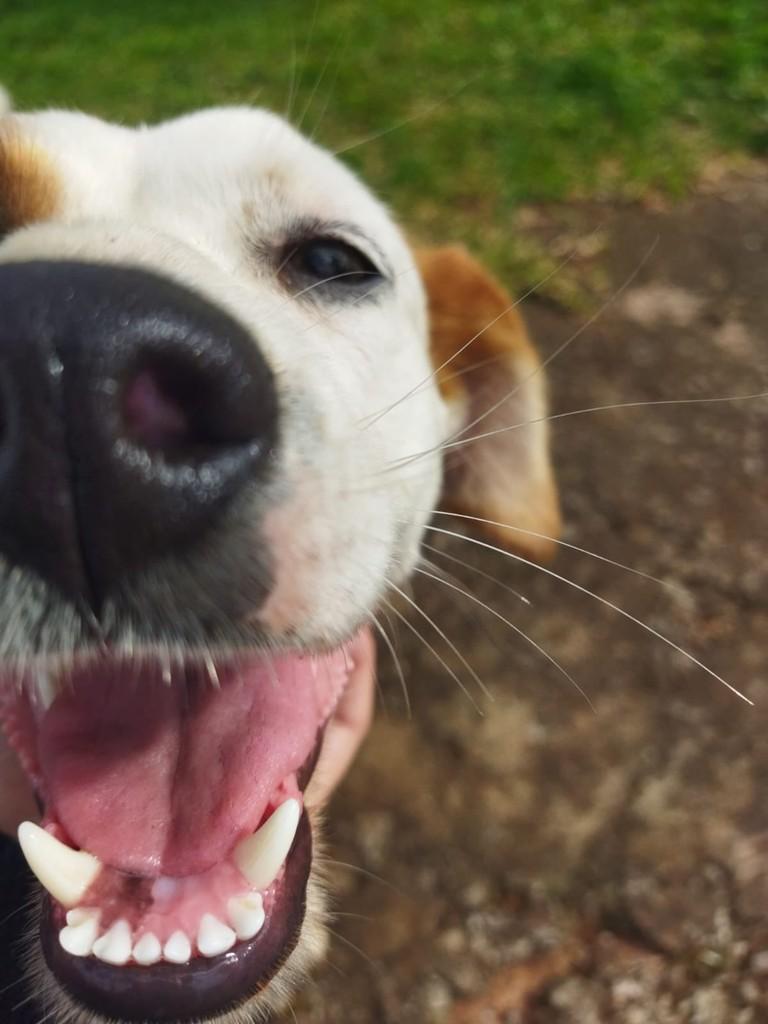Fofinha, cadela de porte pequeno para adoção em Passo Fundo - RS