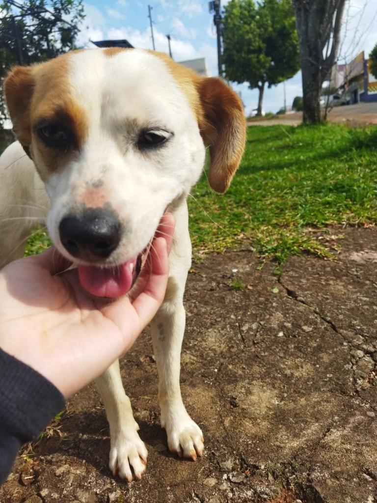 Fofinha, cadela de porte pequeno para adoção em Passo Fundo - RS — foto 2 de 5