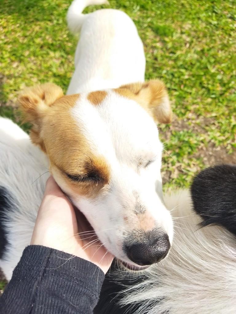 Fofinha, cadela de porte pequeno para adoção em Passo Fundo - RS — foto 3 de 5