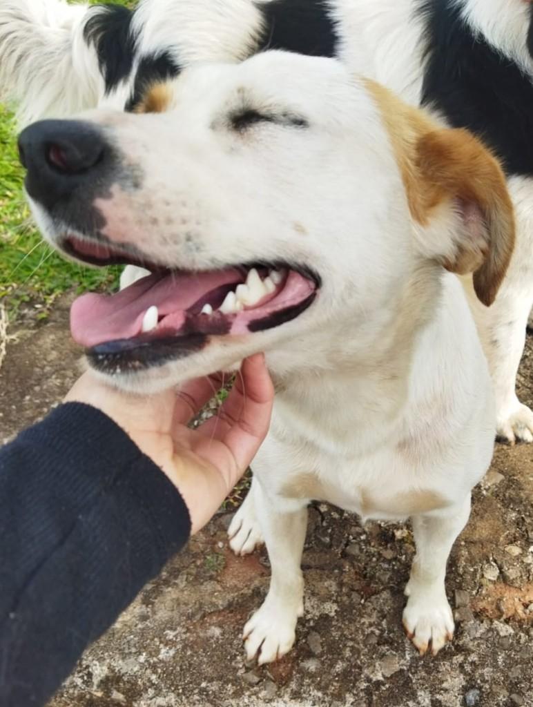 Fofinha, cadela de porte pequeno para adoção em Passo Fundo - RS — foto 4 de 5