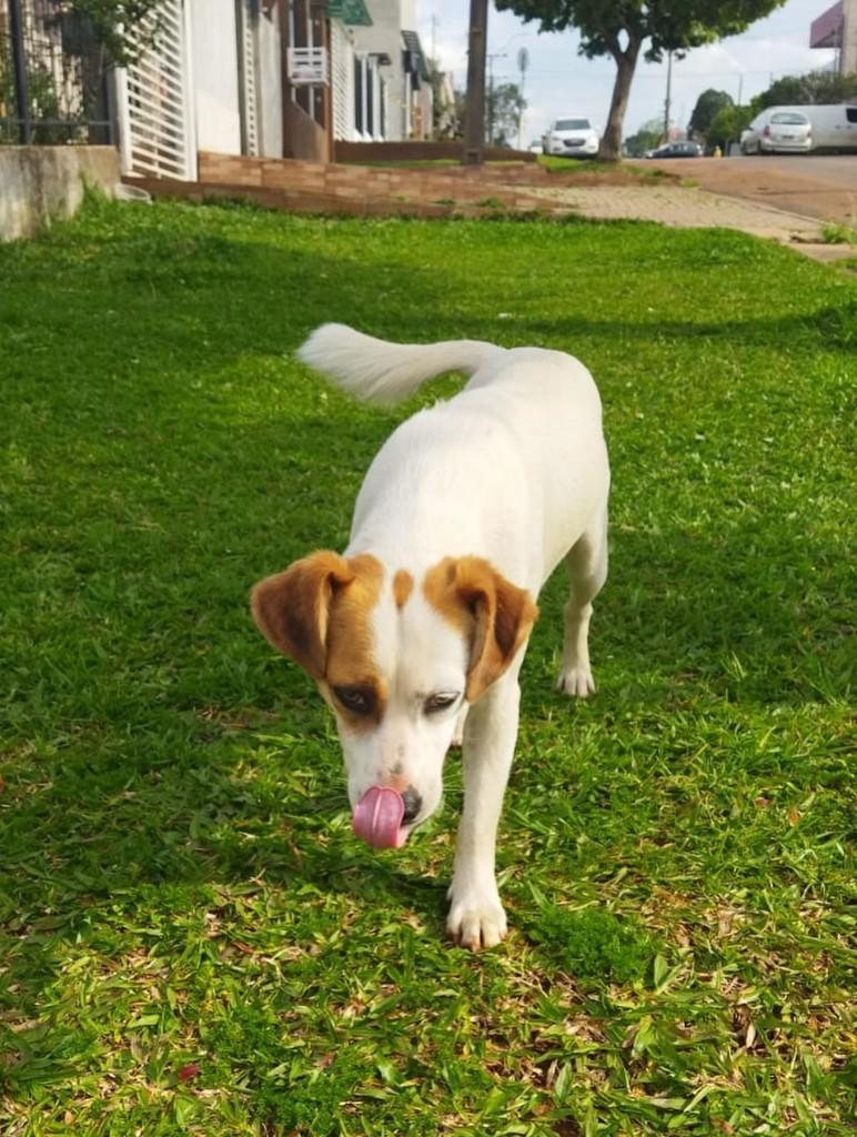 Fofinha, cadela de porte pequeno para adoção em Passo Fundo - RS — foto 5 de 5