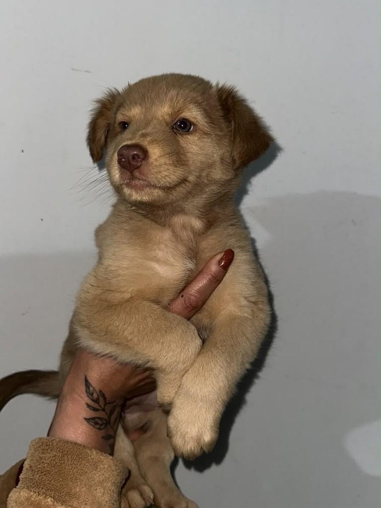 Muffin, cadela de porte pequeno para adoção em Passo Fundo - RS
