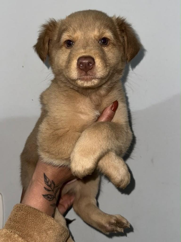 Muffin, cadela de porte pequeno para adoção em Passo Fundo - RS — foto 2 de 2