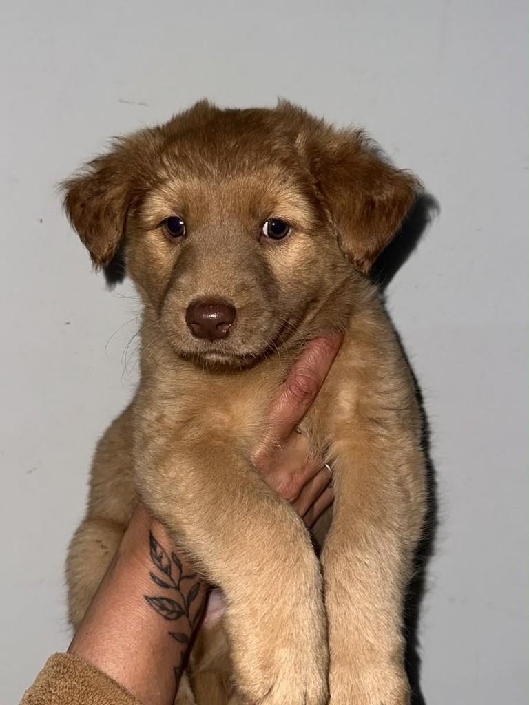 Lucky, cachorro de porte pequeno para adoção em Passo Fundo - RS