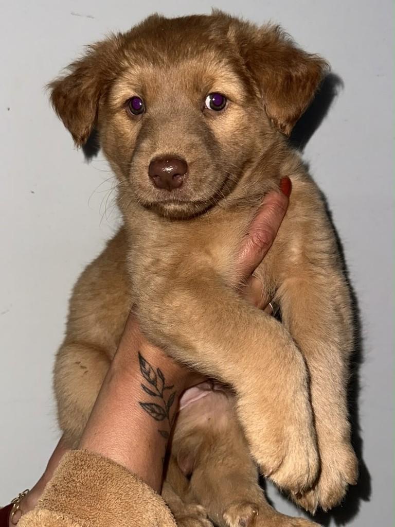 Lucky, cachorro de porte pequeno para adoção em Passo Fundo - RS — foto 2 de 2