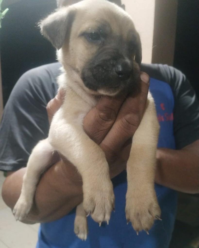 Teodor, cachorro de porte pequeno para adoção em Passo Fundo - RS