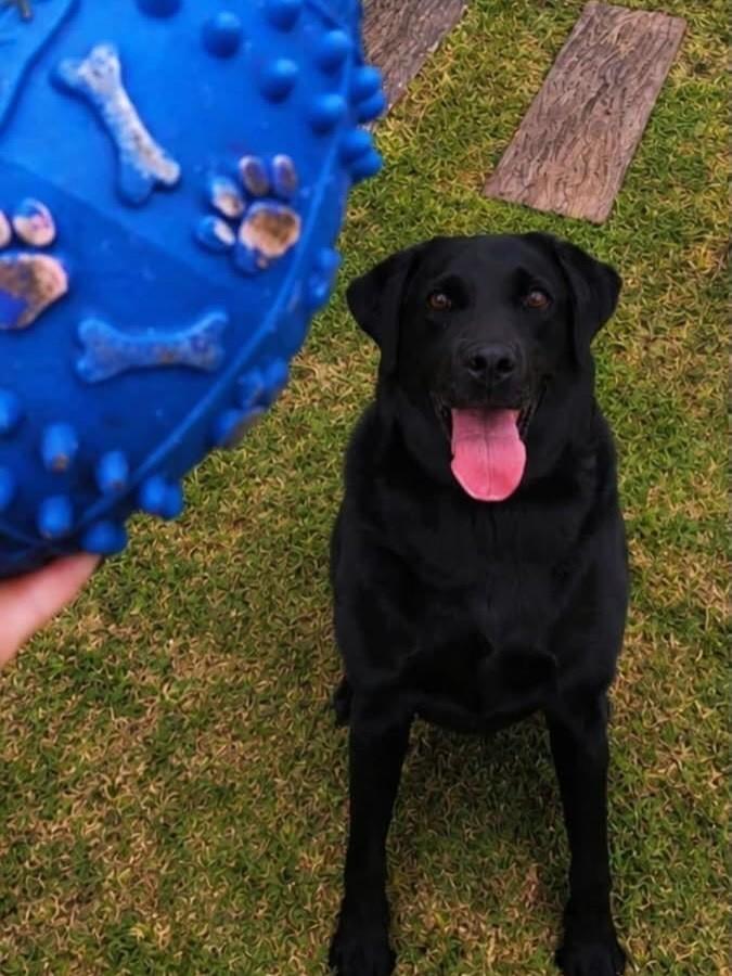 Café, cachorro de porte grande para adoção em Passo Fundo - RS