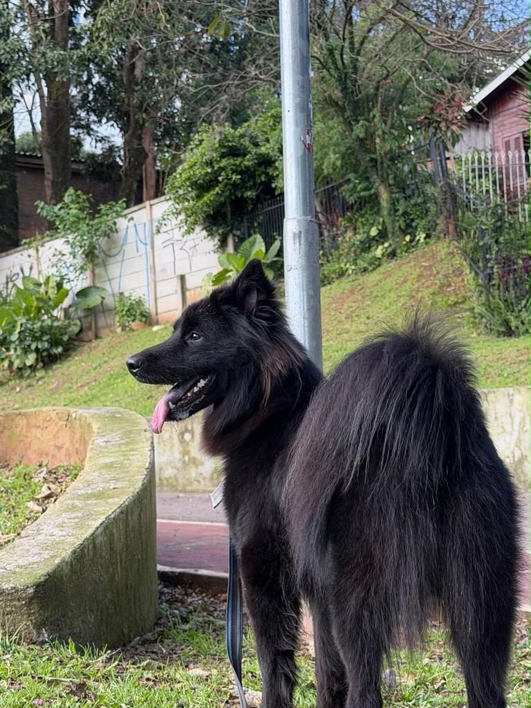 Bartolomeu, cachorro de porte médio para adoção em Passo Fundo - RS