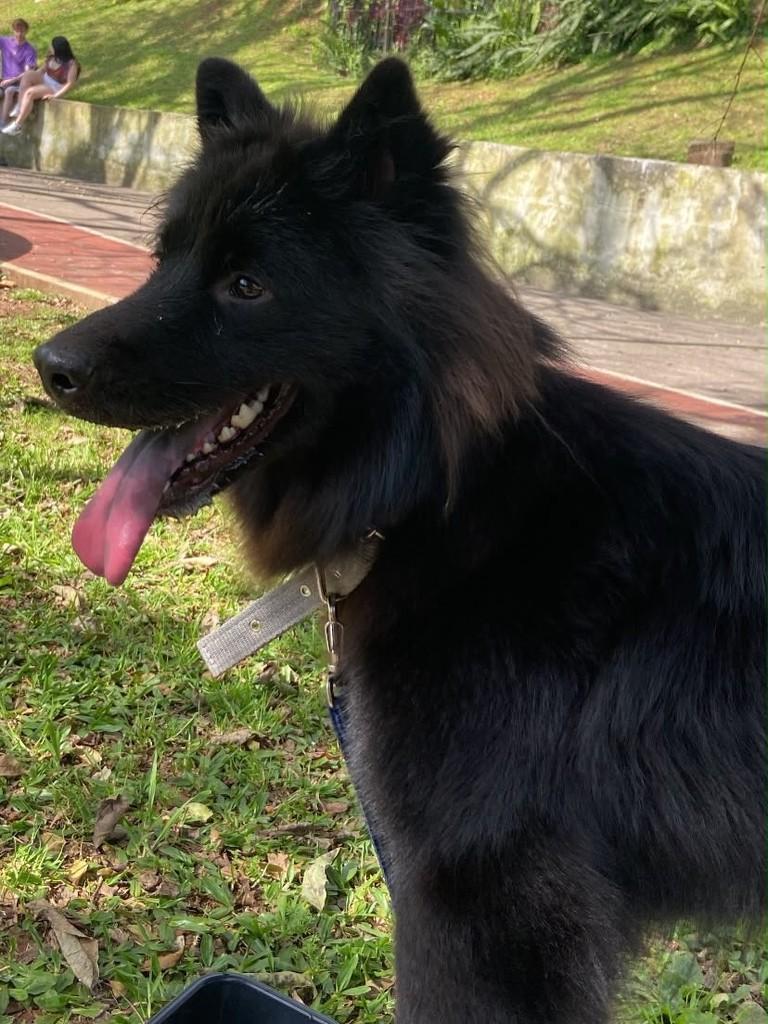 Bartolomeu, cachorro de porte médio para adoção em Passo Fundo - RS — foto 2 de 3