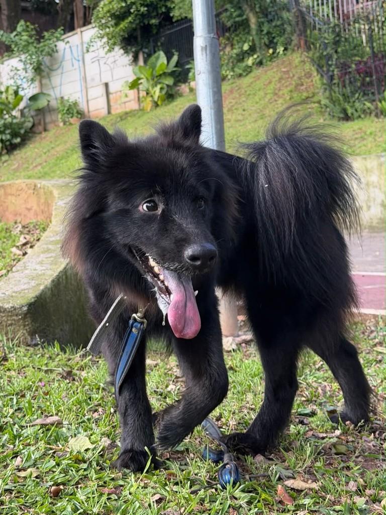Bartolomeu, cachorro de porte médio para adoção em Passo Fundo - RS — foto 3 de 3