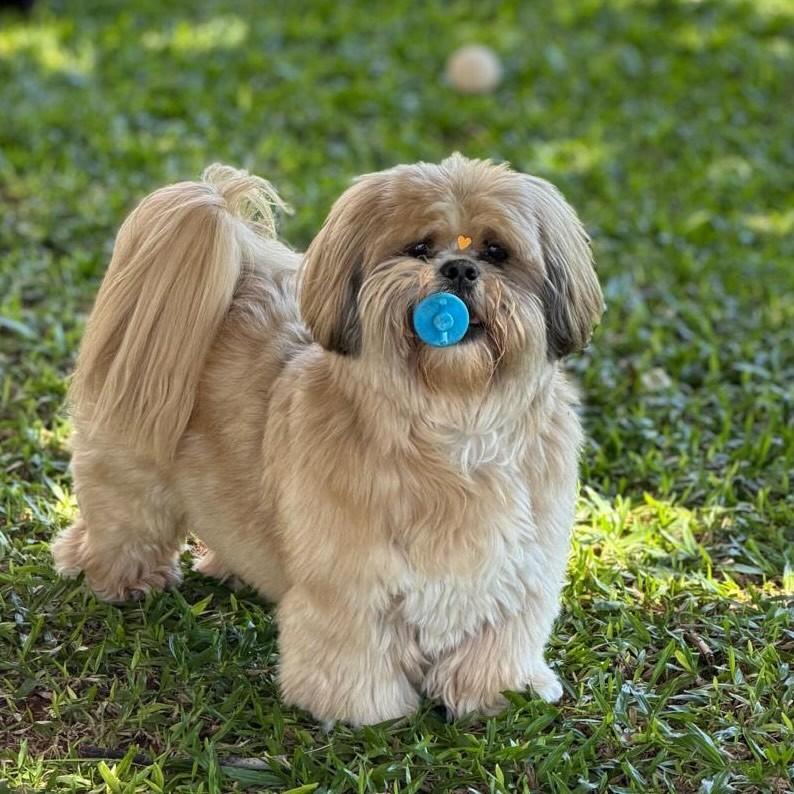 Boris, cachorro de porte grande para adoção em Passo Fundo - RS