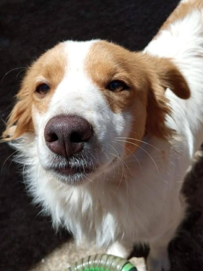 Olaf, cachorro para adoção em Passo Fundo - RS
