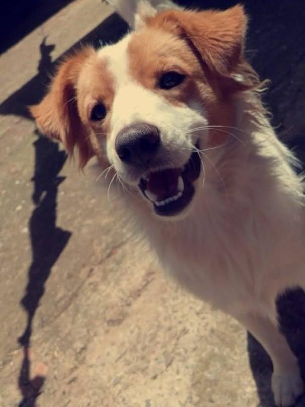 Olaf, cachorro para adoção em Passo Fundo - RS — foto 2 de 2