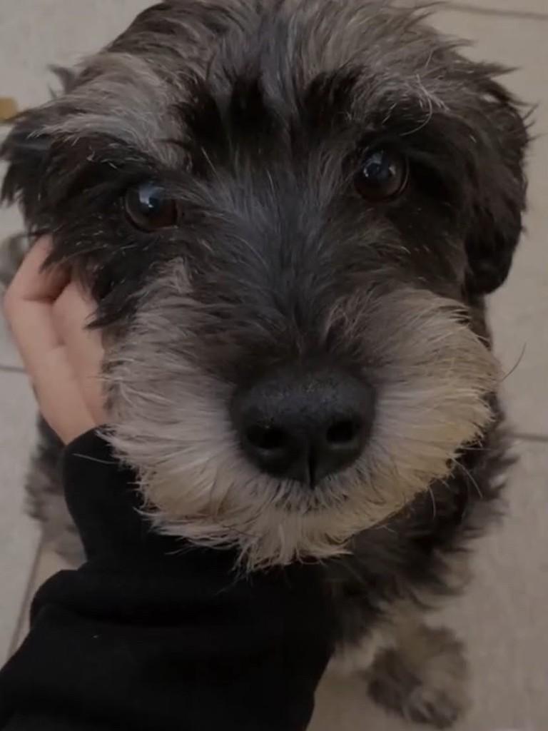Vovozinho, cachorro para adoção em Passo Fundo - RS