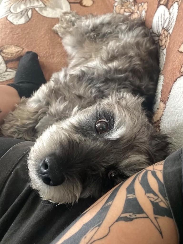 Vovozinho, cachorro para adoção em Passo Fundo - RS — foto 2 de 3