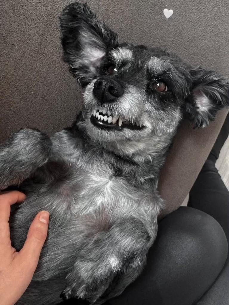 Vovozinho, cachorro para adoção em Passo Fundo - RS — foto 3 de 3