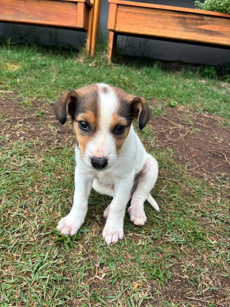 Tuco, cachorro de porte médio para adoção em Passo Fundo - RS