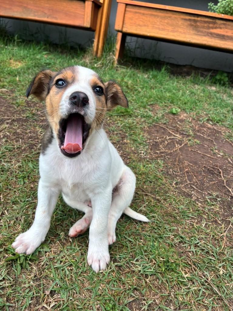 Tuco, cachorro de porte médio para adoção em Passo Fundo - RS — foto 2 de 3