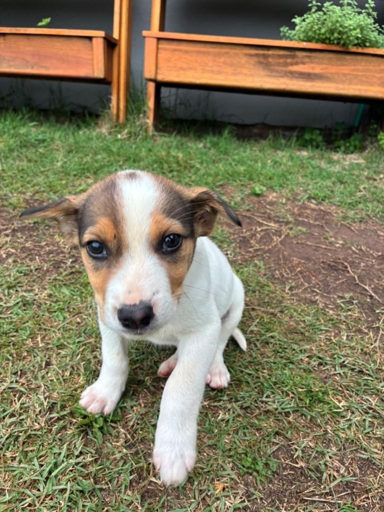 Tuco, cachorro de porte médio para adoção em Passo Fundo - RS — foto 3 de 3
