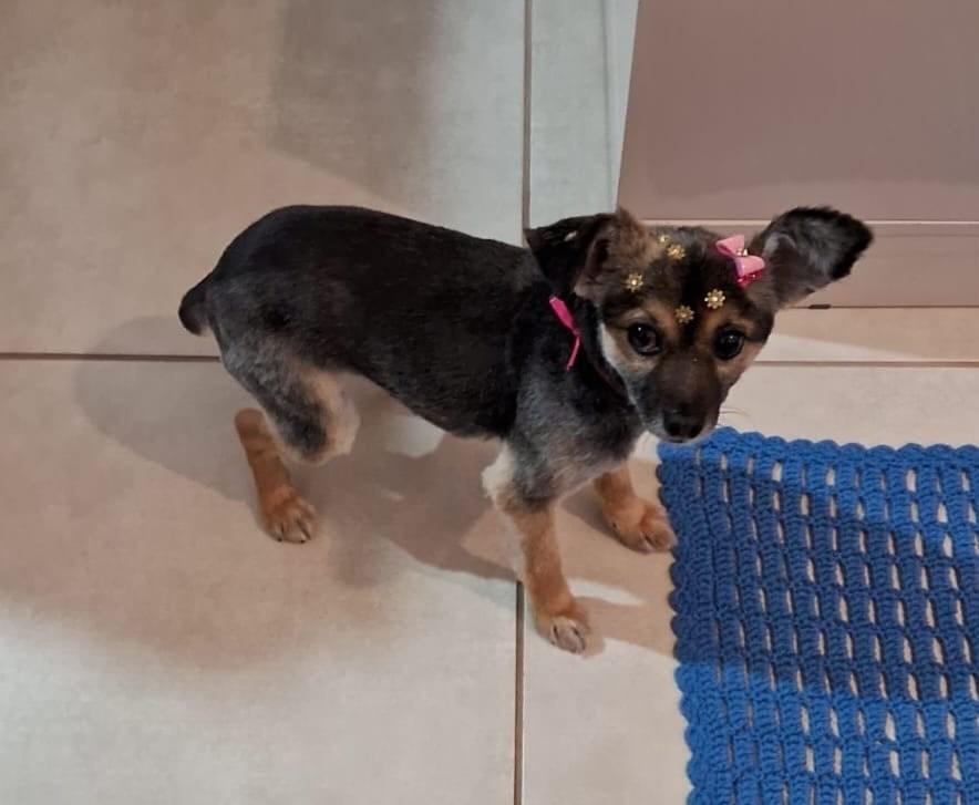 Skin, cadela de porte pequeno para adoção em Passo Fundo - RS