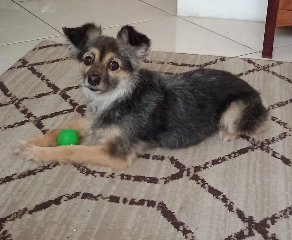 Skin, cadela de porte pequeno para adoção em Passo Fundo - RS — foto 2 de 7