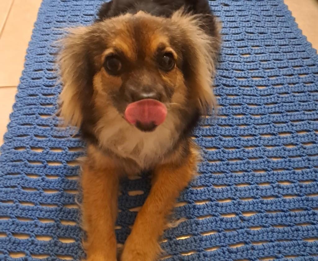 Skin, cadela de porte pequeno para adoção em Passo Fundo - RS — foto 3 de 7