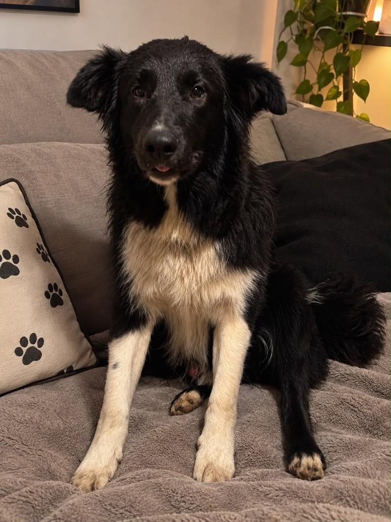 Urso, cachorro de porte médio para adoção em Passo Fundo - RS