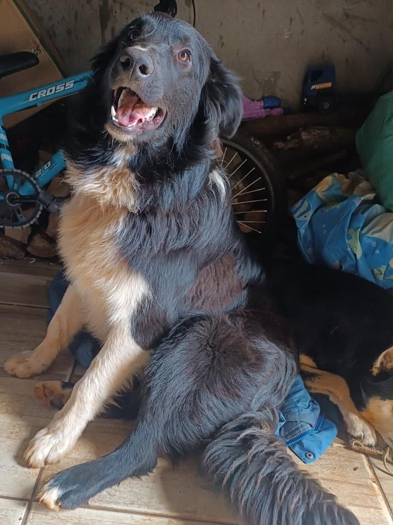Urso, cachorro de porte médio para adoção em Passo Fundo - RS — foto 2 de 2