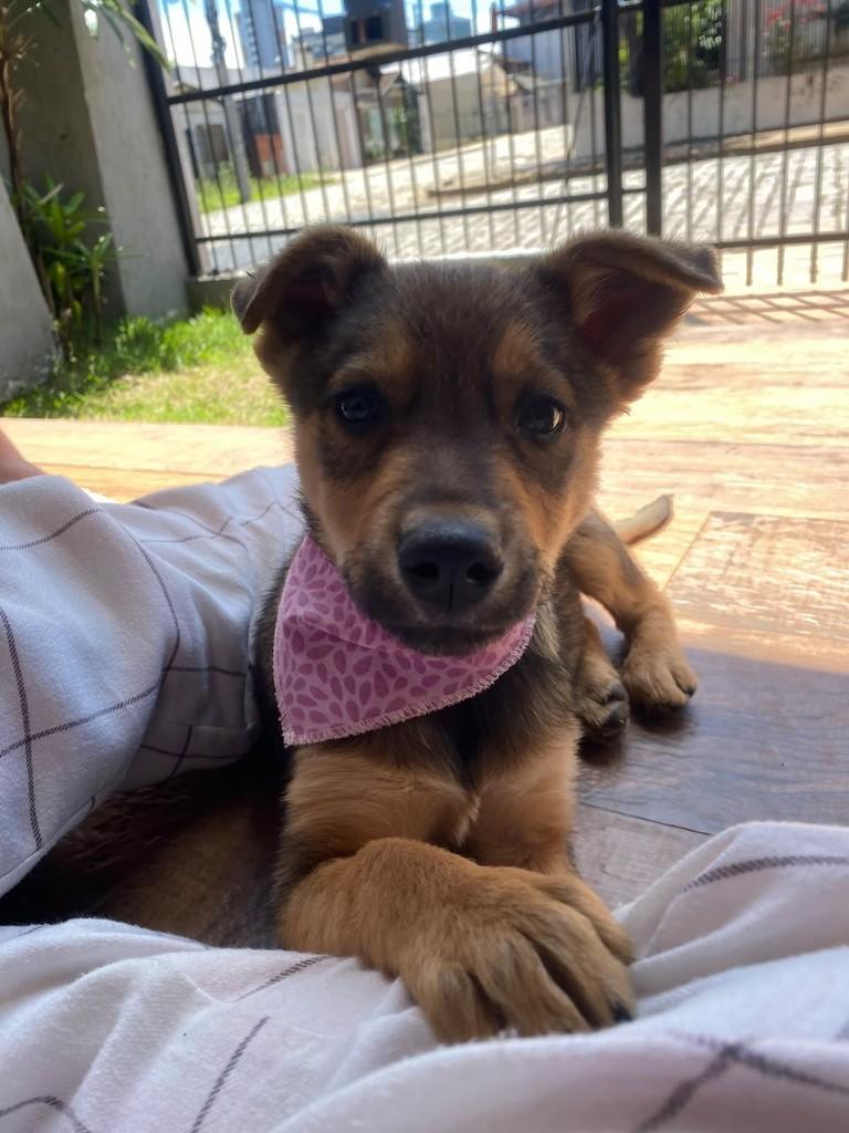 Amora, cadela de porte médio para adoção em Passo Fundo - RS
