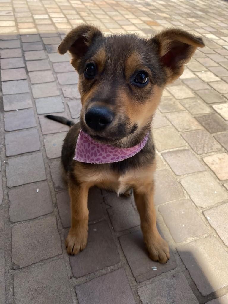 Amora, cadela de porte médio para adoção em Passo Fundo - RS — foto 2 de 3