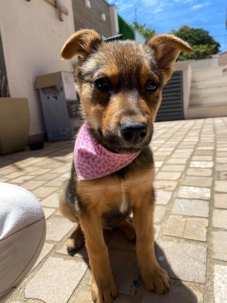Amora, cadela de porte médio para adoção em Passo Fundo - RS — foto 3 de 3