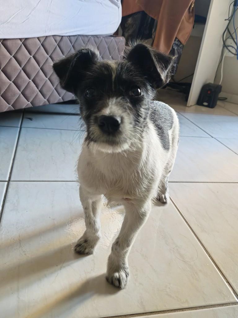 Duke, cachorro de porte pequeno para adoção em Passo Fundo - RS — foto 2 de 8
