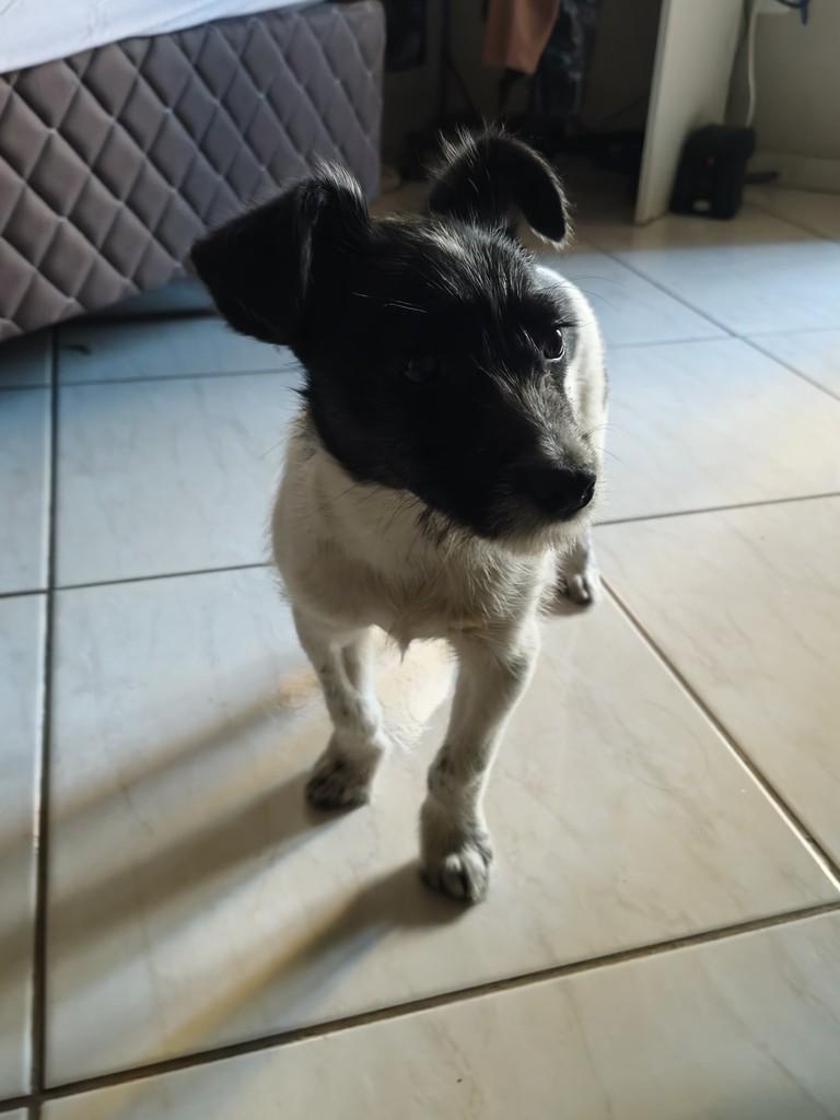 Duke, cachorro de porte pequeno para adoção em Passo Fundo - RS — foto 3 de 8