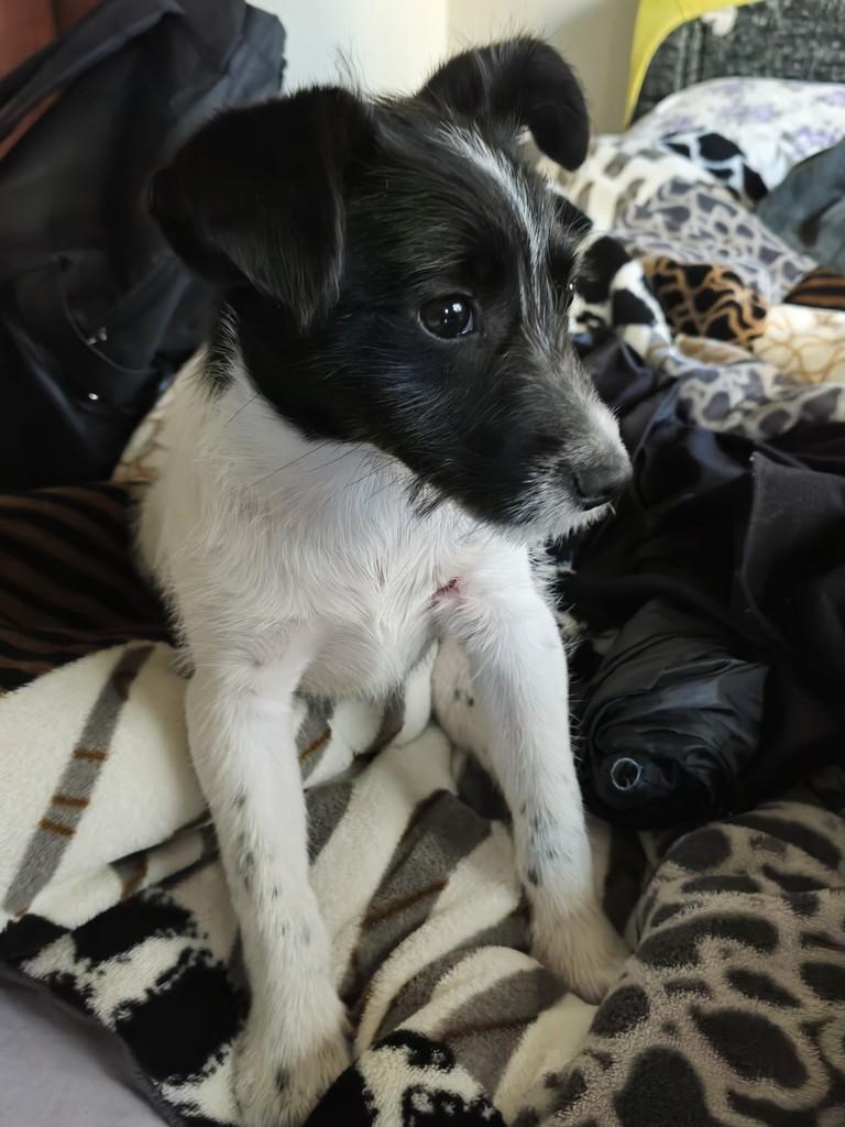 Duke, cachorro de porte pequeno para adoção em Passo Fundo - RS — foto 4 de 8