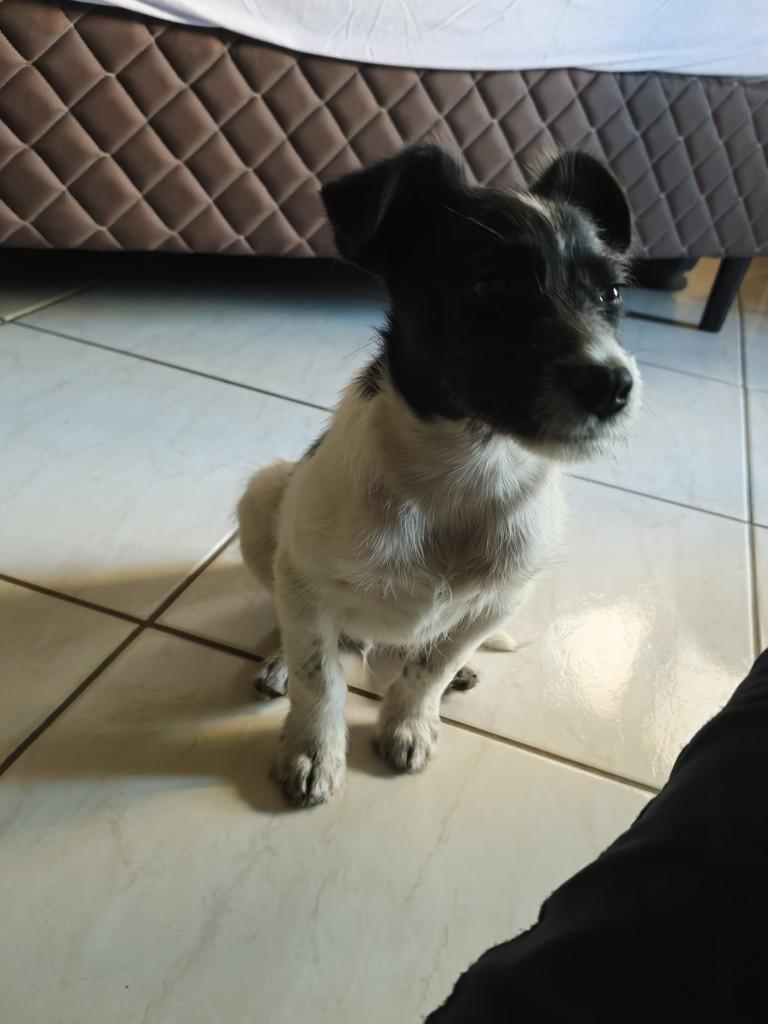 Duke, cachorro de porte pequeno para adoção em Passo Fundo - RS — foto 5 de 8