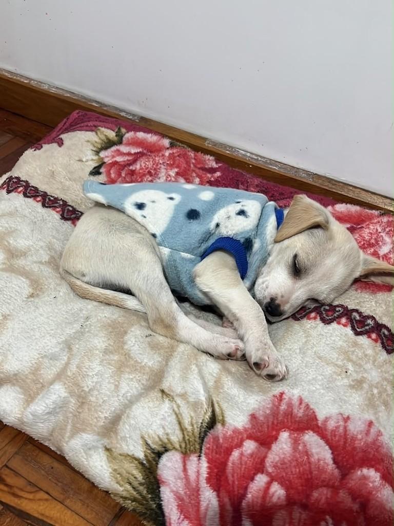 Mel, cadela de porte médio para adoção em Passo Fundo - RS