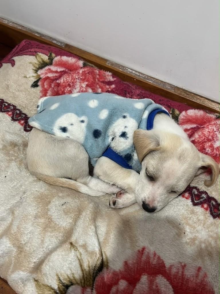 Mel, cadela de porte médio para adoção em Passo Fundo - RS — foto 2 de 6
