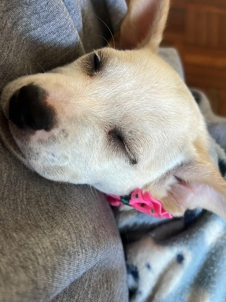 Mel, cadela de porte médio para adoção em Passo Fundo - RS — foto 3 de 6