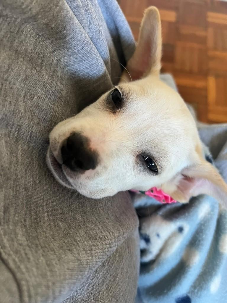 Mel, cadela de porte médio para adoção em Passo Fundo - RS — foto 4 de 6