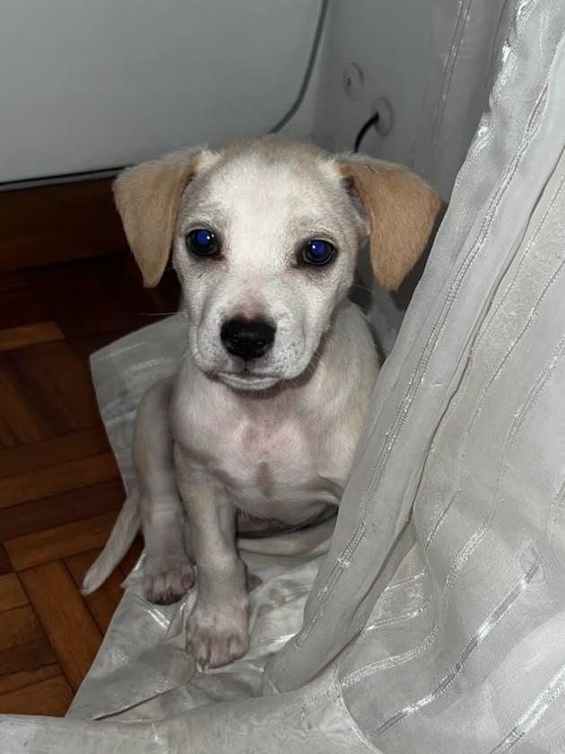 Mel, cadela de porte médio para adoção em Passo Fundo - RS — foto 5 de 6