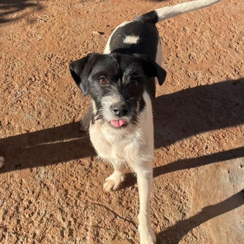 Akira, cadela de porte médio para adoção em Passo Fundo - RS