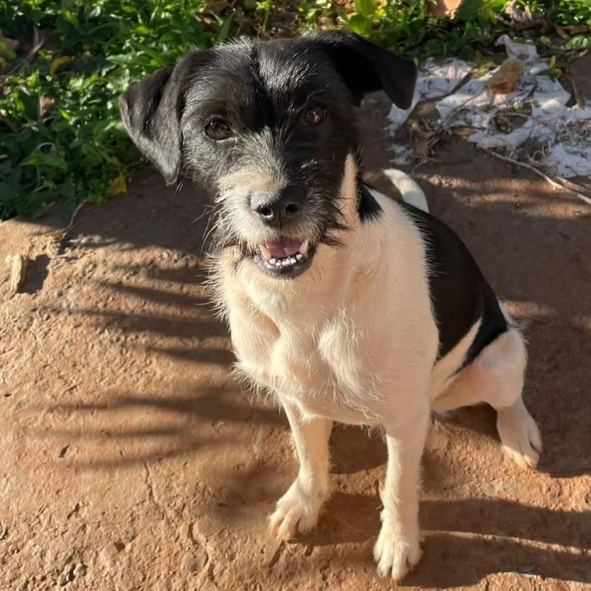 Akira, cadela de porte médio para adoção em Passo Fundo - RS — foto 2 de 2