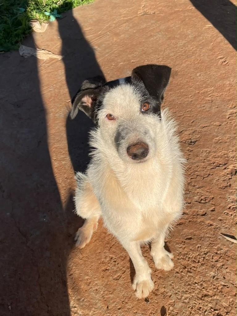 Brisa, cadela de porte médio para adoção em Passo Fundo - RS — foto 2 de 2
