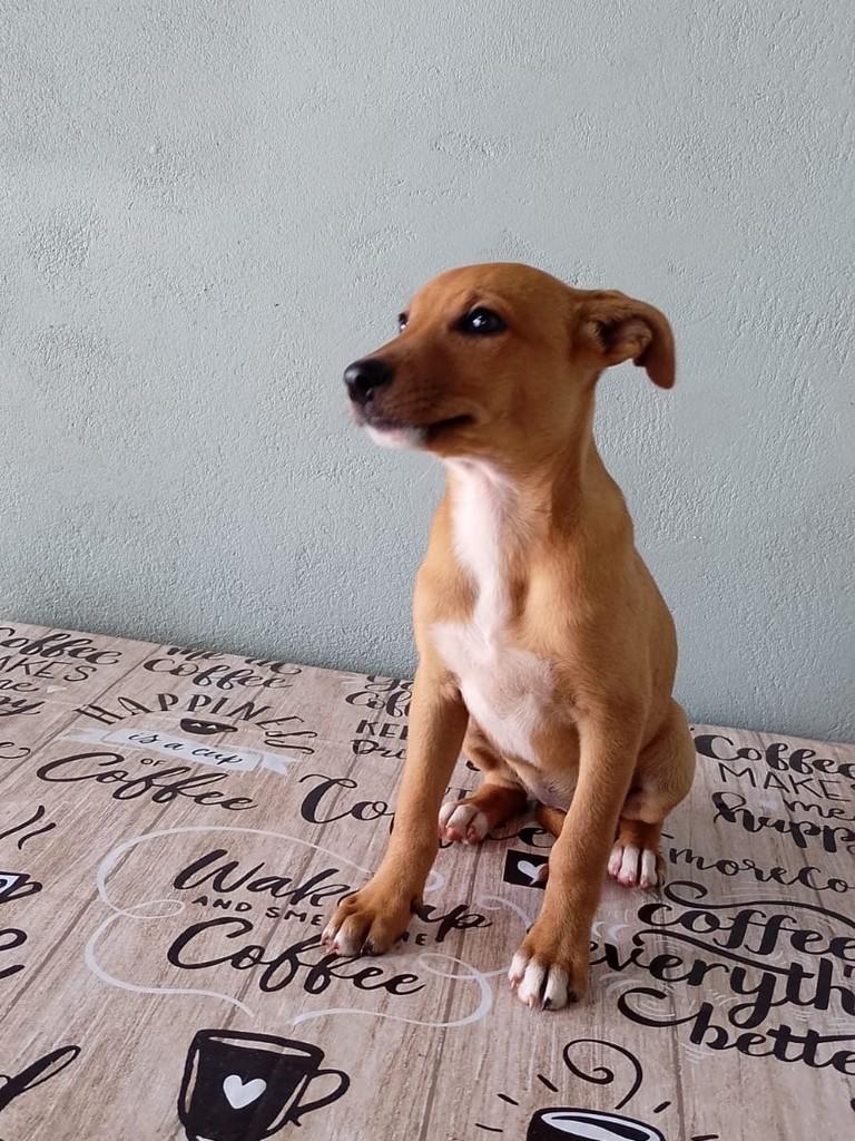 Sol, cadela de porte médio para adoção em Passo Fundo - RS