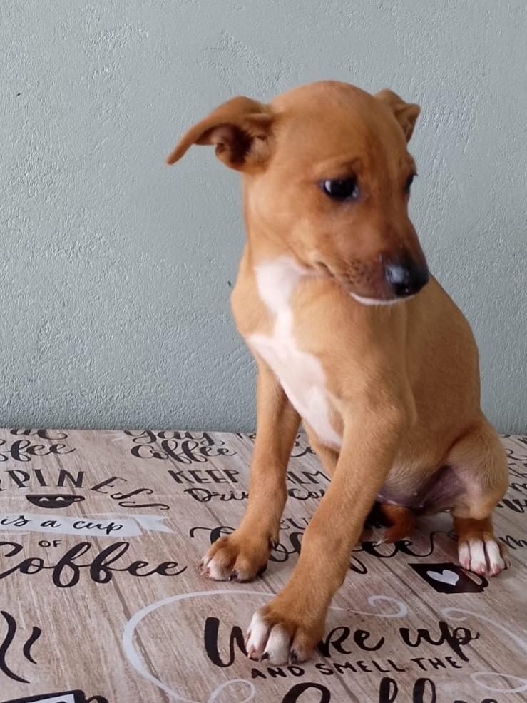 Sol, cadela de porte médio para adoção em Passo Fundo - RS — foto 2 de 4