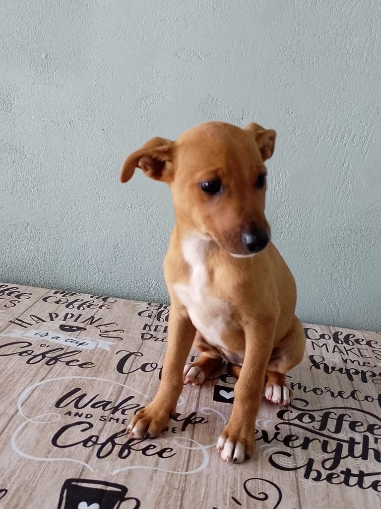Sol, cadela de porte médio para adoção em Passo Fundo - RS — foto 4 de 4