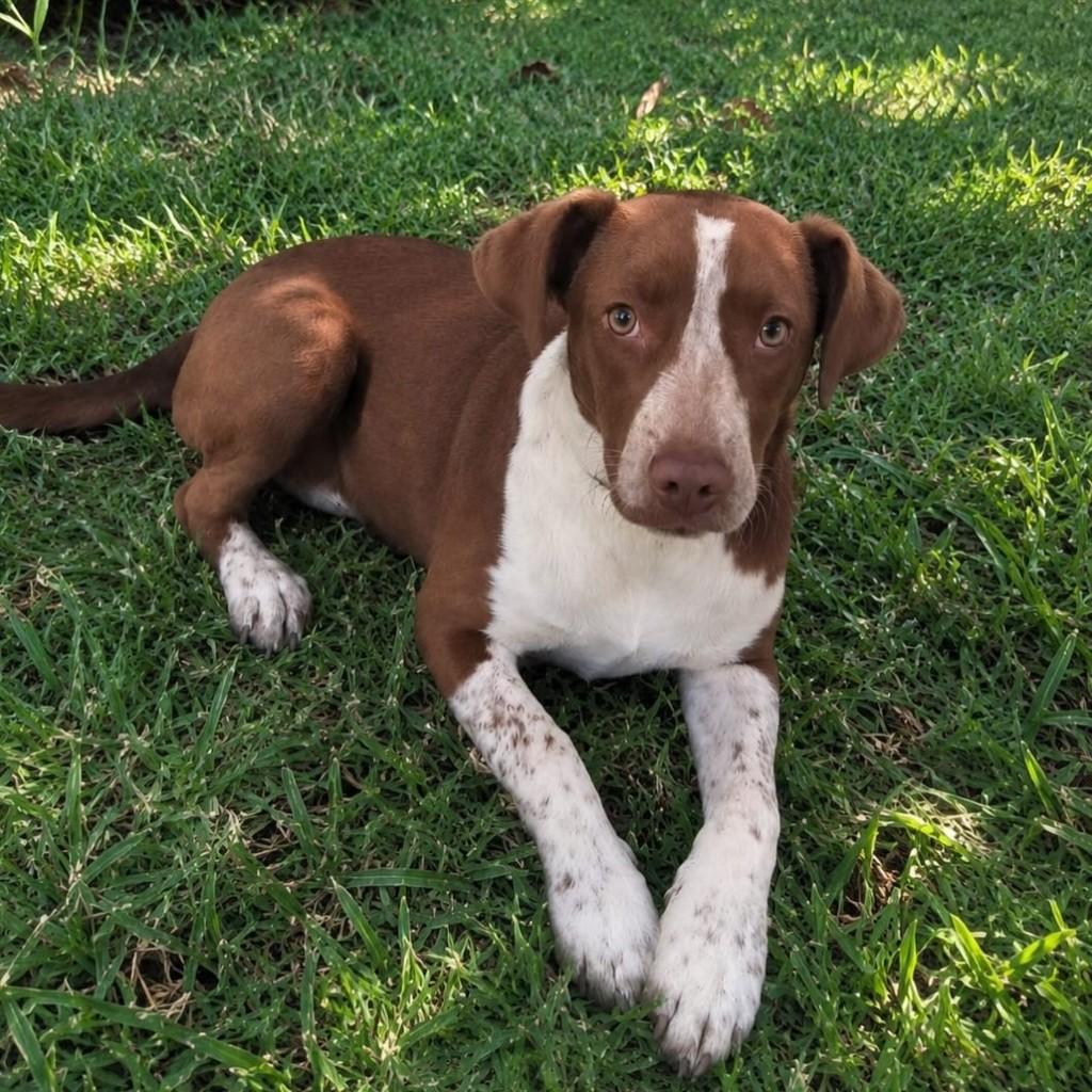 Luna, cadela de porte médio para adoção em Passo Fundo - RS