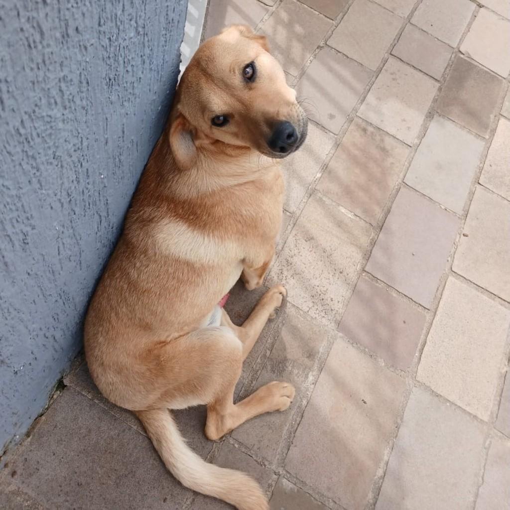 Bethoven, cachorro de porte médio para adoção em Passo Fundo - RS