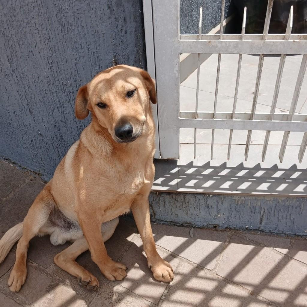 Bethoven, cachorro de porte médio para adoção em Passo Fundo - RS — foto 2 de 3